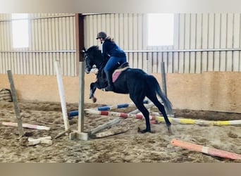 Cheval de sport irlandais, Hongre, 6 Ans, 158 cm, Rouan bleu