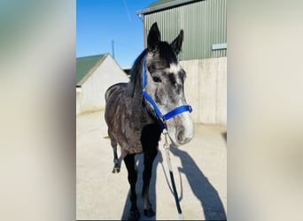 Cheval de sport irlandais, Hongre, 6 Ans, 158 cm, Rouan bleu