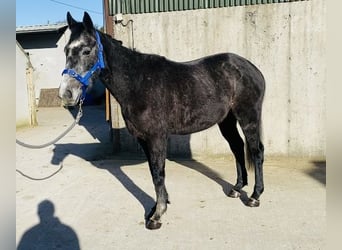 Cheval de sport irlandais, Hongre, 6 Ans, 158 cm, Rouan bleu