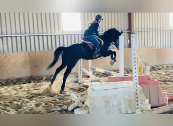 Cheval de sport irlandais, Hongre, 6 Ans, 158 cm, Rouan bleu