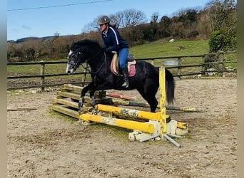 Cheval de sport irlandais, Hongre, 6 Ans, 158 cm, Rouan bleu