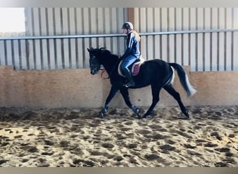 Cheval de sport irlandais, Hongre, 6 Ans, 158 cm, Rouan bleu