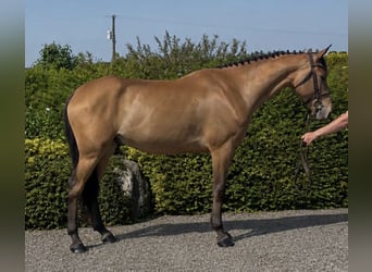 Cheval de sport irlandais, Hongre, 6 Ans, 160 cm, Bai cerise