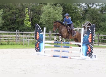 Cheval de sport irlandais, Hongre, 6 Ans, 160 cm, Bai
