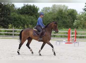Cheval de sport irlandais, Hongre, 6 Ans, 160 cm, Bai