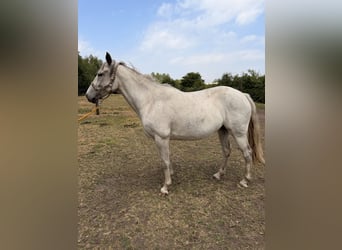 Cheval de sport irlandais, Hongre, 6 Ans, 163 cm, Gris