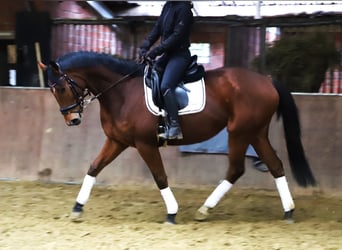 Cheval de sport irlandais Croisé, Hongre, 6 Ans, 164 cm, Bai