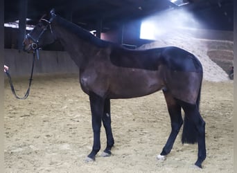 Cheval de sport irlandais Croisé, Hongre, 6 Ans, 165 cm, Bai brun