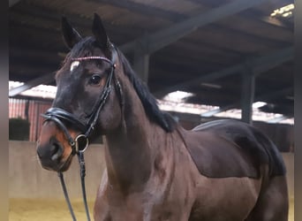 Cheval de sport irlandais Croisé, Hongre, 6 Ans, 165 cm, Bai brun