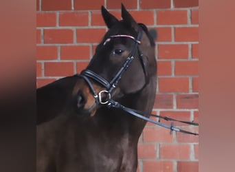 Cheval de sport irlandais Croisé, Hongre, 6 Ans, 165 cm, Bai brun