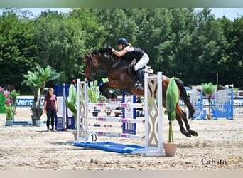 Cheval de sport irlandais, Hongre, 6 Ans, 165 cm, Bai cerise