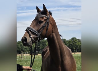 Cheval de sport irlandais Croisé, Hongre, 6 Ans, 165 cm, Bai