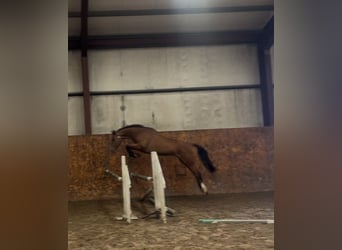 Cheval de sport irlandais, Hongre, 6 Ans, 165 cm, Bai