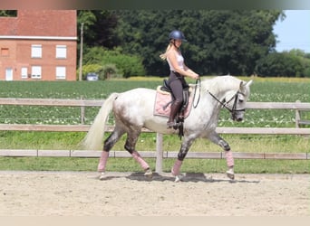 Cheval de sport irlandais, Hongre, 6 Ans, 165 cm, Rouan bleu