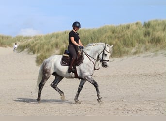Cheval de sport irlandais, Hongre, 6 Ans, 165 cm, Rouan bleu