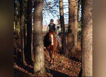 Cheval de sport irlandais, Hongre, 6 Ans, 168 cm, Alezan brûlé