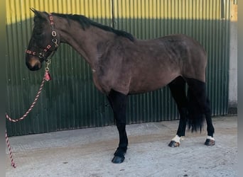 Cheval de sport irlandais, Hongre, 6 Ans, 168 cm, Bai brun
