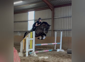 Cheval de sport irlandais, Hongre, 6 Ans, 168 cm, Bai brun