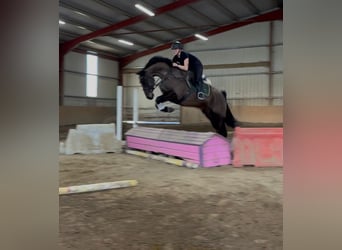 Cheval de sport irlandais, Hongre, 6 Ans, 168 cm, Bai brun