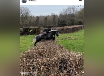 Cheval de sport irlandais, Hongre, 6 Ans, 168 cm, Gris