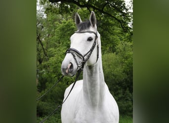 Cheval de sport irlandais, Hongre, 6 Ans, 168 cm, Gris pommelé