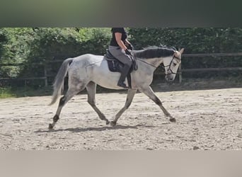 Cheval de sport irlandais, Hongre, 6 Ans, 168 cm, Gris pommelé