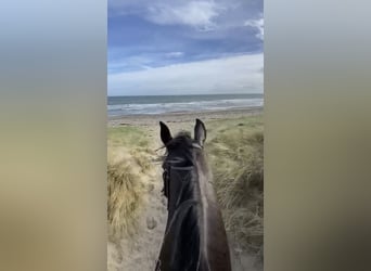 Cheval de sport irlandais, Hongre, 6 Ans, 169 cm, Bai brun