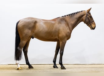 Cheval de sport irlandais, Hongre, 6 Ans, 171 cm, Bai