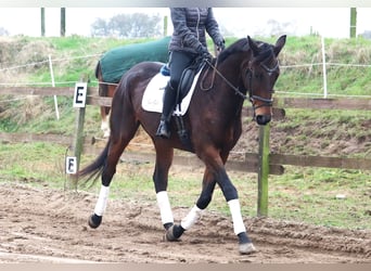 Cheval de sport irlandais, Hongre, 6 Ans, 172 cm, Bai brun foncé