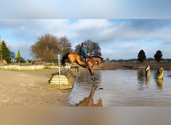 Cheval de sport irlandais, Hongre, 6 Ans, 172 cm, Bai cerise