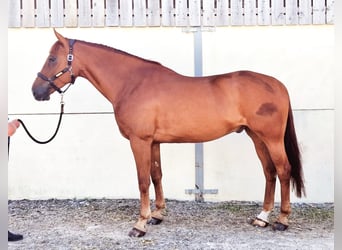 Cheval de sport irlandais, Hongre, 6 Ans, 173 cm, Alezan
