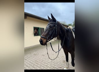 Cheval de sport irlandais, Hongre, 6 Ans, 173 cm, Bai