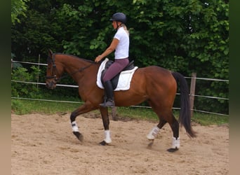 Cheval de sport irlandais, Hongre, 6 Ans, Bai