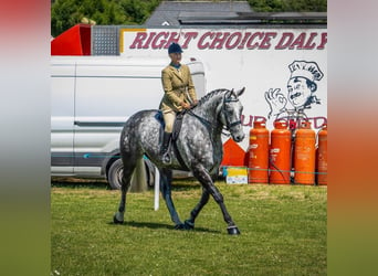 Cheval de sport irlandais, Hongre, 6 Ans, Gris pommelé