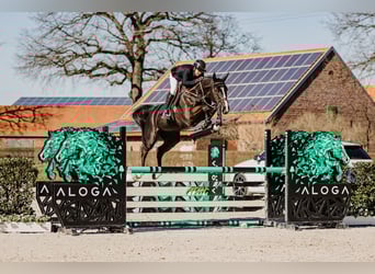 Cheval de sport irlandais, Hongre, 6 Ans, Noir