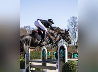 Cheval de sport irlandais, Hongre, 6 Ans, Noir