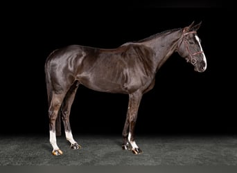 Cheval de sport irlandais, Hongre, 6 Ans, Noir