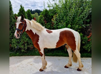 Cheval de sport irlandais, Hongre, 7 Ans, 136 cm, Pinto