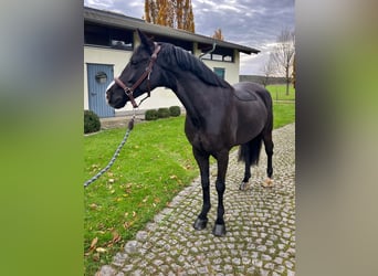 Cheval de sport irlandais, Hongre, 7 Ans, 148 cm, Noir