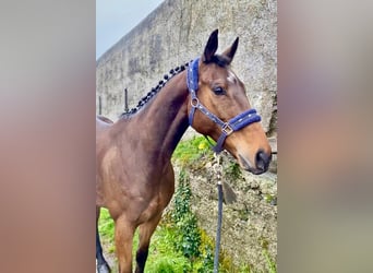 Cheval de sport irlandais, Hongre, 7 Ans, 158 cm, Bai