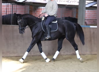 Cheval de sport irlandais Croisé, Hongre, 7 Ans, 160 cm, Noir