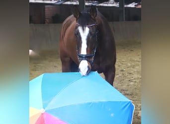 Cheval de sport irlandais Croisé, Hongre, 7 Ans, 162 cm, Bai brun