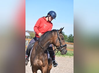 Cheval de sport irlandais, Hongre, 7 Ans, 162 cm, Bai