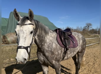 Cheval de sport irlandais, Hongre, 7 Ans, 162 cm, Gris pommelé