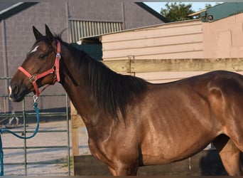 Cheval de sport irlandais, Hongre, 7 Ans, 163 cm, Bai brun