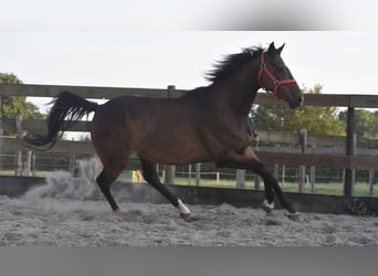 Cheval de sport irlandais, Hongre, 7 Ans, 163 cm, Bai brun
