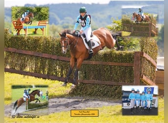 Cheval de sport irlandais, Hongre, 7 Ans, 164 cm, Bai