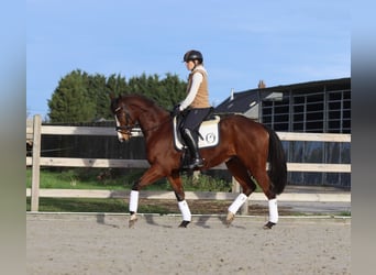 Cheval de sport irlandais, Hongre, 7 Ans, 164 cm, Bai