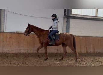 Cheval de sport irlandais, Hongre, 7 Ans, 165 cm, Alezan