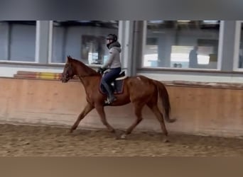 Cheval de sport irlandais, Hongre, 7 Ans, 165 cm, Alezan